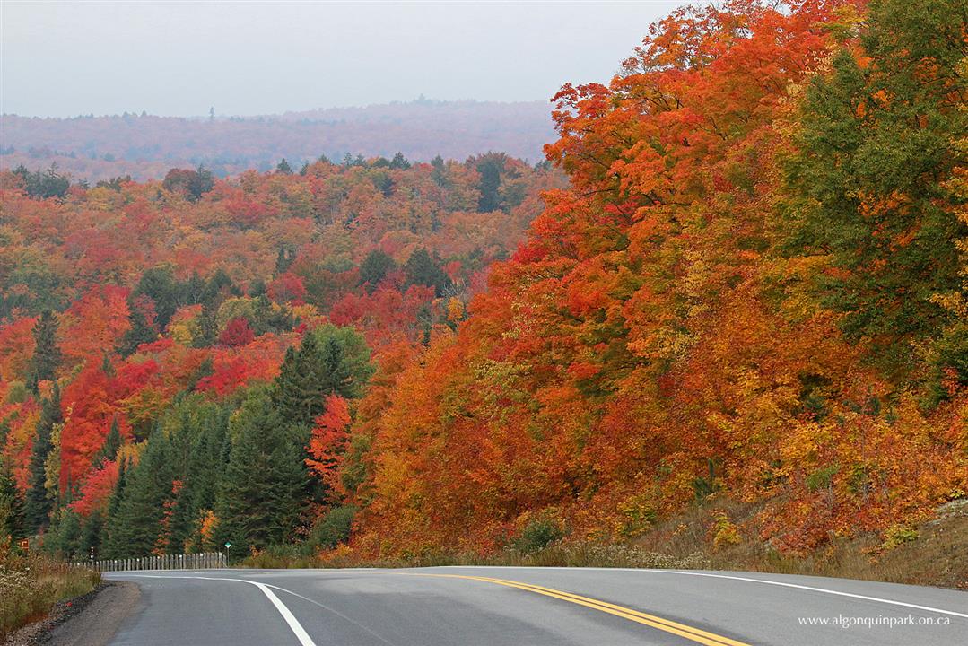 TOP ĐỊA ĐIỂM NGẮM LÁ PHONG ĐẸP NHẤT CANADA